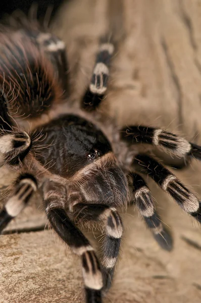 Белый паук на коленях — стоковое фото