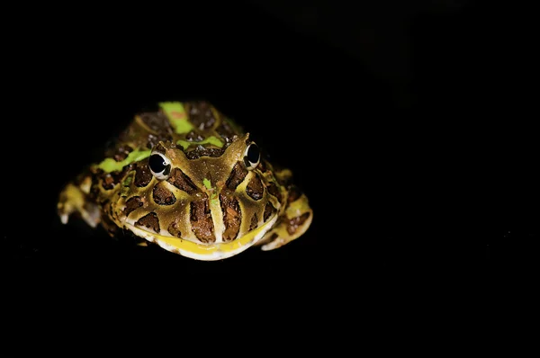 발 정된 개구리 — 스톡 사진