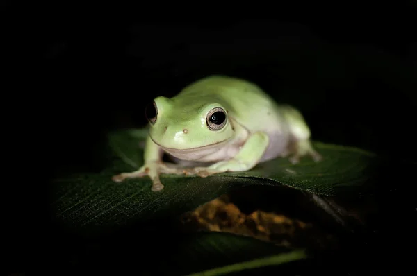 White Tree Frog — Stock Photo, Image