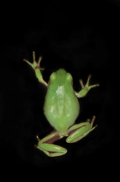 Білий деревна жаба — стокове фото