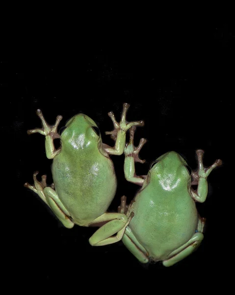화이트 트리 개구리 — 스톡 사진