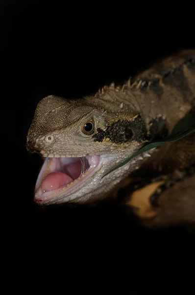 Avustralya kahverengi su dragon — Stok fotoğraf