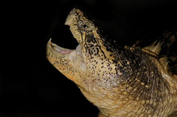 Florida Snapping Turtle — Stock Photo, Image