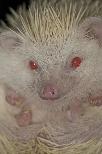 stock image Albino African Pigmy Hedgehog