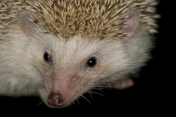 African Pigmy Hedgehog — Stock Photo, Image