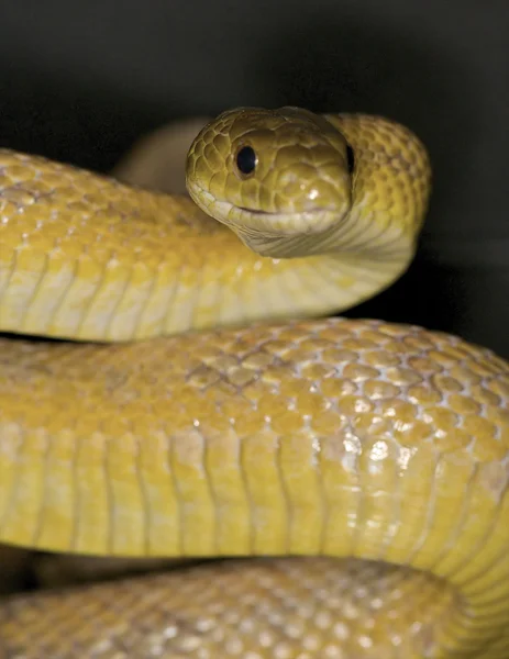Техас змія Пацюка — стокове фото