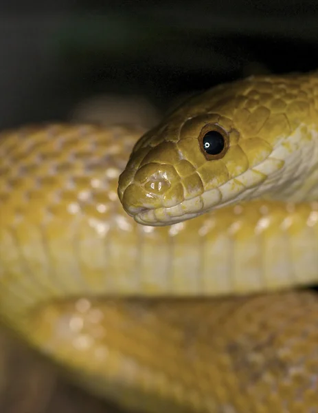 Texas Rat Snake — Zdjęcie stockowe