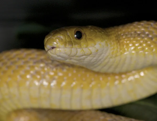 Texas Rat Snake — Stockfoto