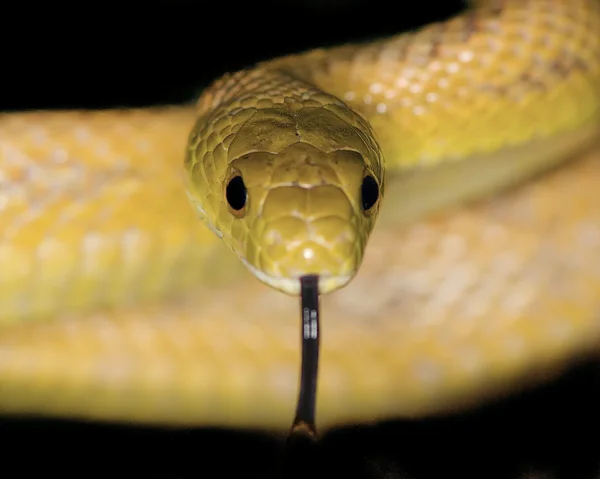 Texas Rat Snake — Zdjęcie stockowe