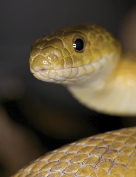 Texas Rat Snake — Stockfoto
