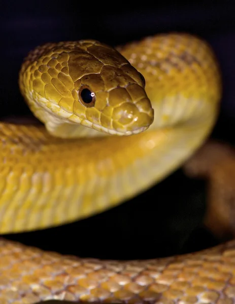 Texas fare yılan — Stok fotoğraf