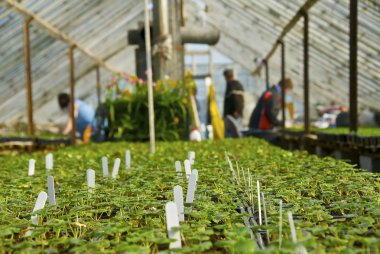 Working Greenhouse clipart