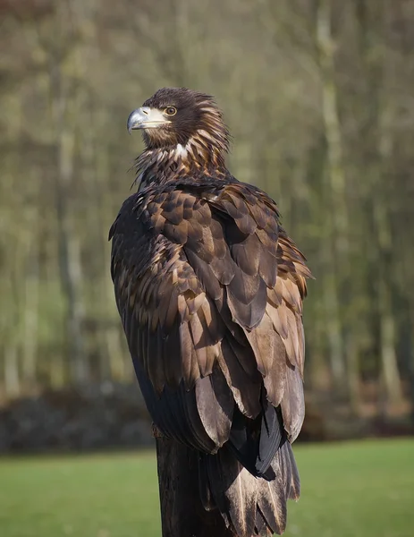Young American Bald Eagle — Stock Photo, Image
