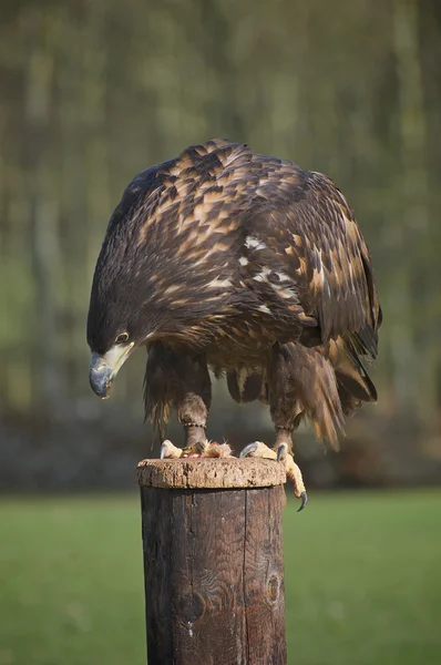 Young American Bald Eagle — Stock Photo, Image