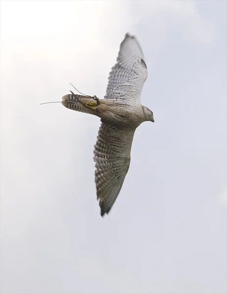 Hawk in Flight — Stock Photo, Image