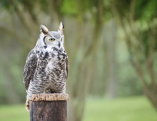 Horned Owl — Stock Photo, Image