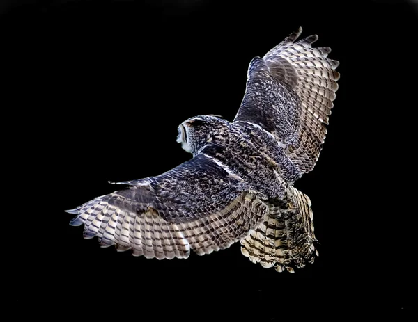 stock image Horned Owl