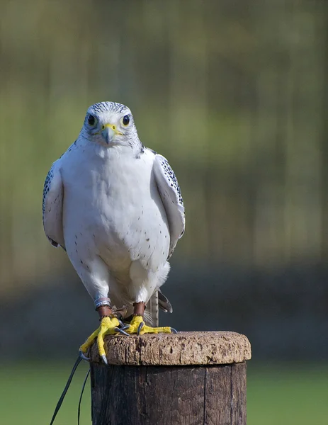 Hawk perched on post — Stock Photo, Image
