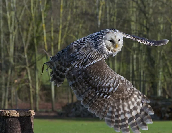 Owl in Flight — Stock Photo, Image