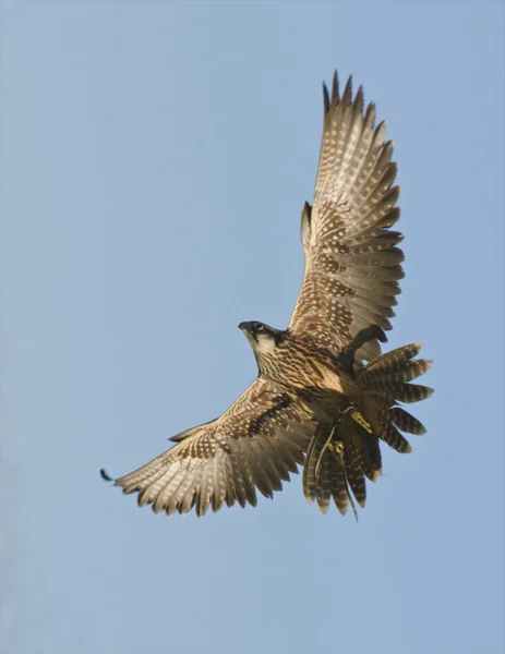 Falco in volo — Foto Stock