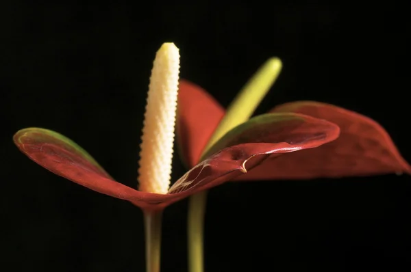 Roter Anthurium mit weißen Staubgefäßen — Stockfoto