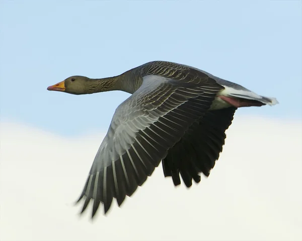 Gâscă Greylag în zbor — Fotografie, imagine de stoc