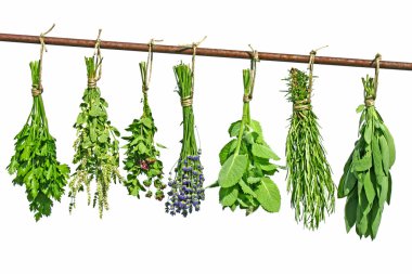 Various herbs clipart