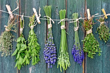 Various herbs clipart