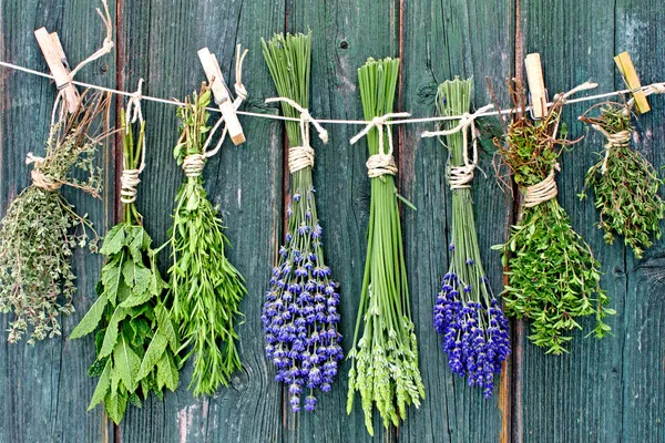 Various herbs — Stock Photo, Image