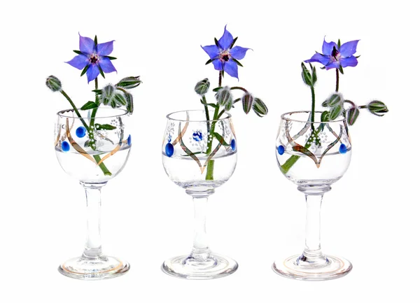 stock image Borage flowers