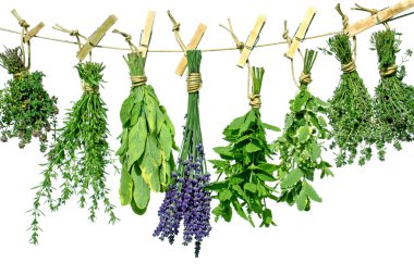 Various herbs clipart