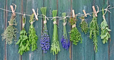 Herbs on line clipart