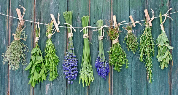 Herbs on line — Stock Photo, Image