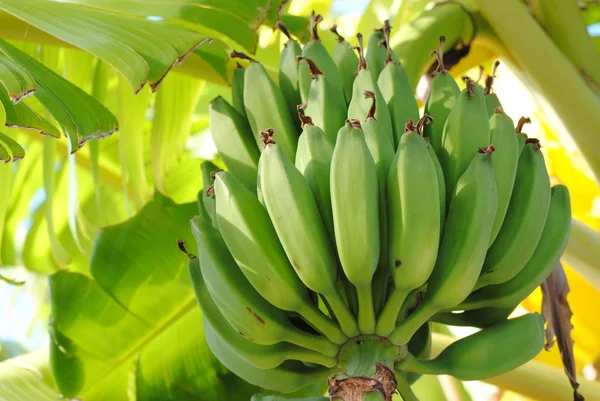 stock image Bananas