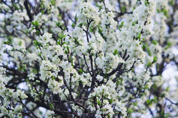 stock image White flowers