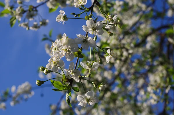 stock image White flowers