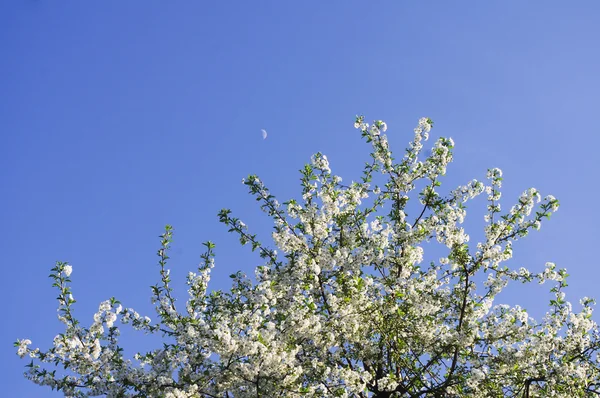 stock image White flowers