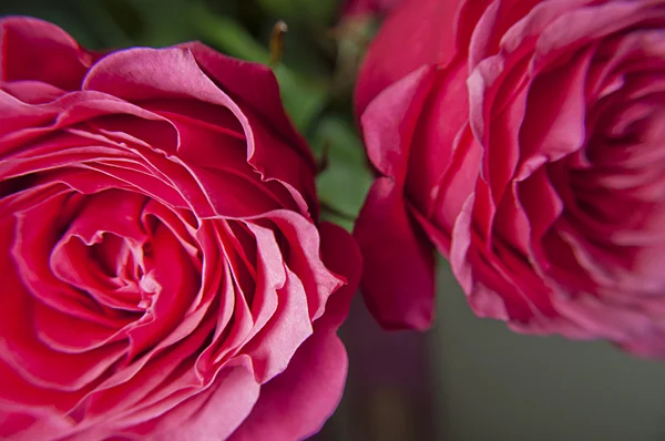 pembe Gül, çiçek makronun makro