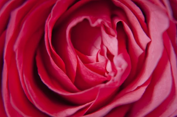 Macro of a Pink Rose, flowers macro — стоковое фото
