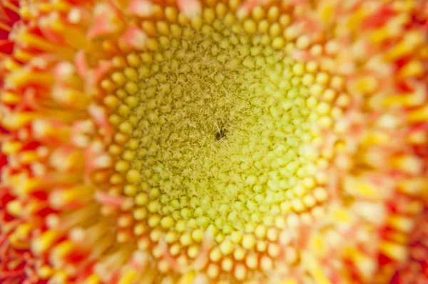 Pomarańczowy kwiat kwiaty makro makro — Zdjęcie stockowe