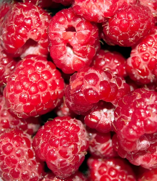 Selection of freshly picked ripe red raspberries — Stock Photo, Image