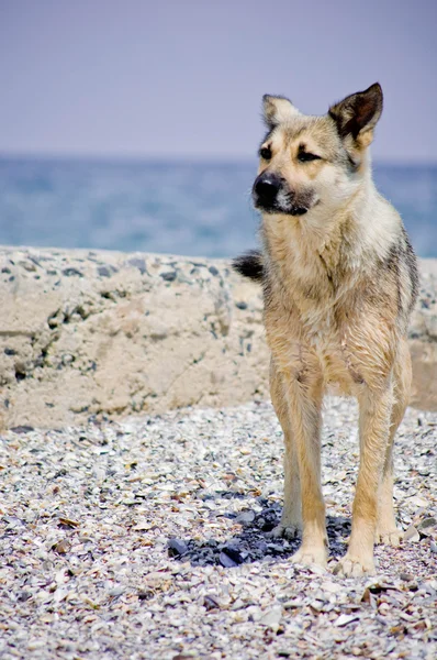 Stock image Dog on the beach