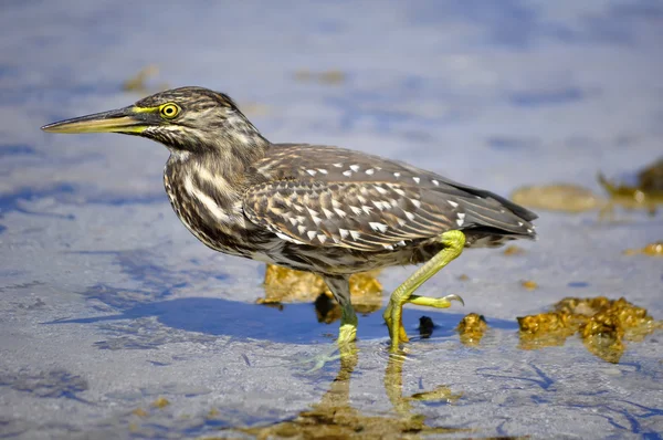 stock image Egyptian bird