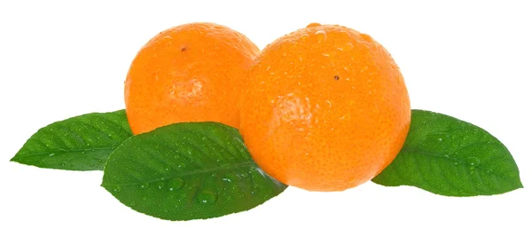 Two tangerine isolated on white. — Stock Photo, Image