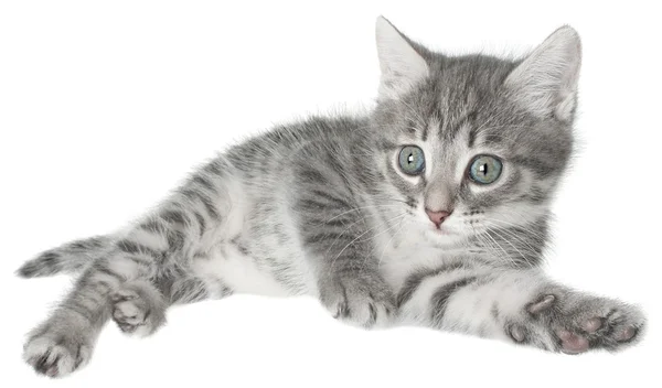 İngiliz yavru kedi — Stok fotoğraf