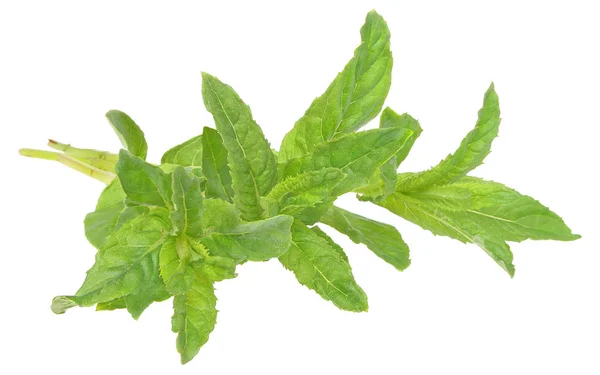 A sprig of mint — Stock Photo, Image