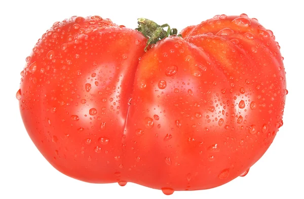 Eine nasse volle Tomate — Stockfoto
