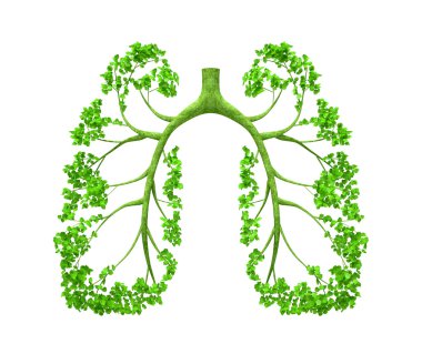 Lungs - tree clipart