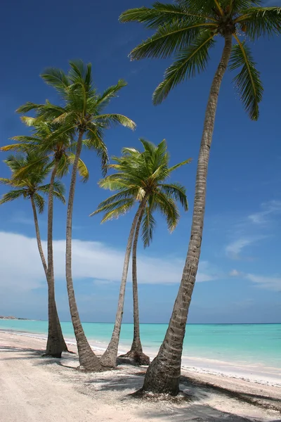 stock image White Sand Paradise Beach