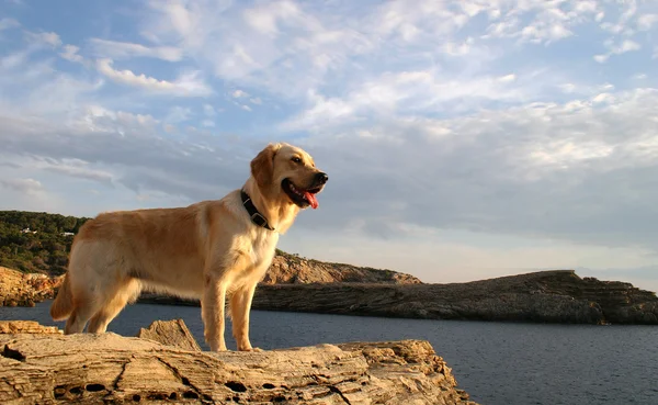 stock image Dog Watching The Sea